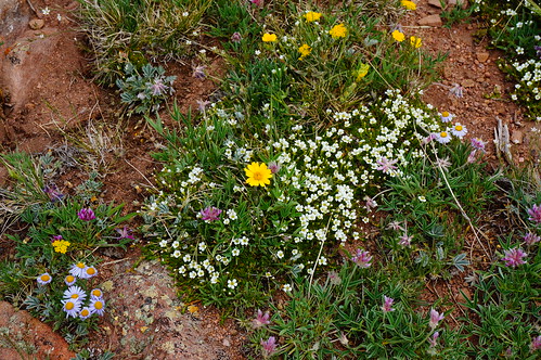 colorado wildflowers rockgarden sanisabelnationalforest indiantrail spanishpeaks bakercreektrail gettinghigh2014 bakercreektrail1301 indiantrail1300