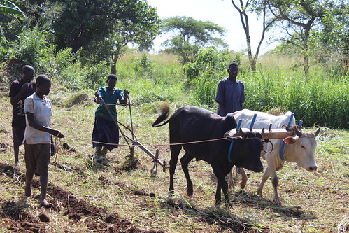 Grace Opono uses her oxen to implement new conservation techniques she learned thanks to USDA's Food for Progress Program.
