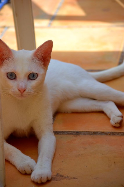 Sugar, gatita blanca con ojos azul cielo, nacida en Enero´14, necesita hogar en adopción o acogida. Valencia. ADOPTADA. 15007757022_97ccee469e_z