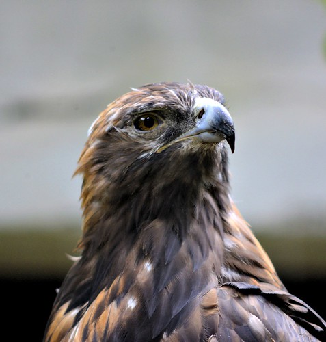 Golden Eagle @ Bronx Zoo