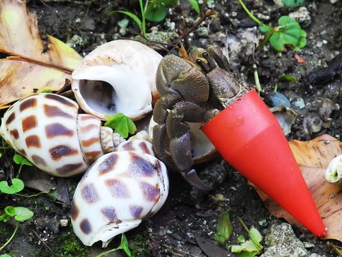 帶著沖天炮的塑膠頭來尋找新家的寄居蟹。圖片來源：黃淑凰提供
