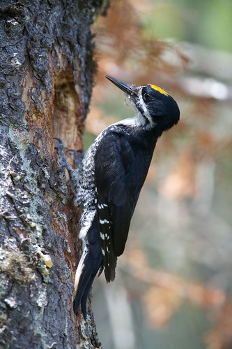 A black-backed woodpecker