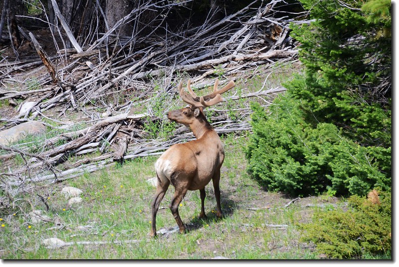 Elk in National Park 7
