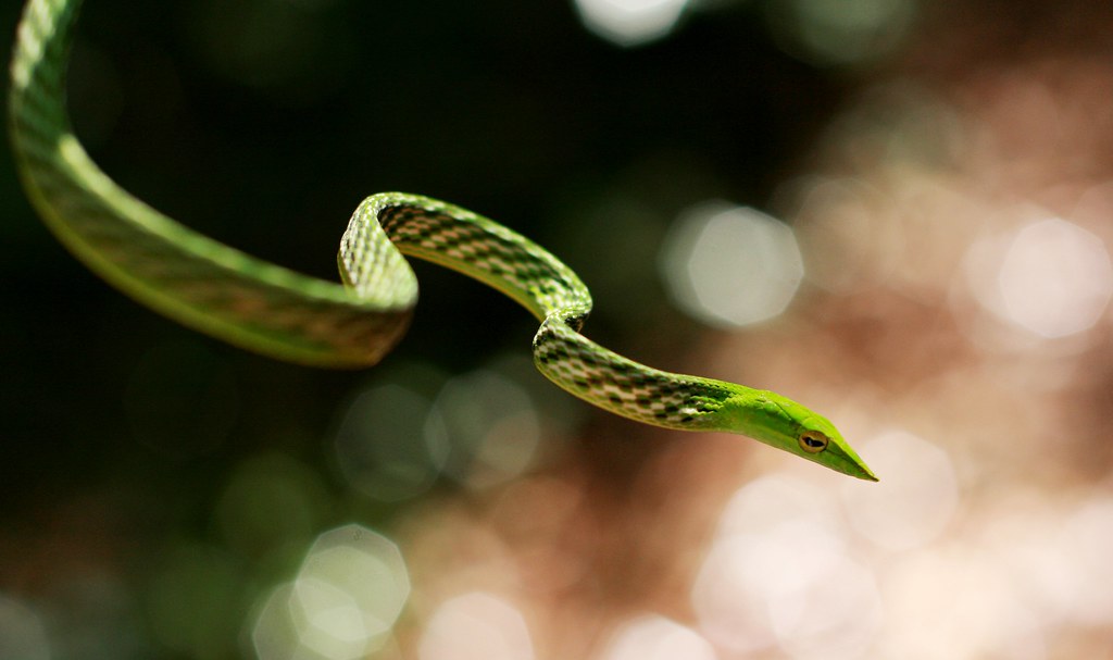 Green Vine Snake, Sinharaja forest reserve