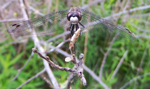 fauna insect photo dragon dragonfly michigan latespring perching leucorrhiniaintacta dottailedwhiteface deerfieldpark isabellacountyparksandrecreation
