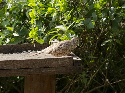 birds texas columbidae columbinainca hidalgocounty esterollanograndestatepark