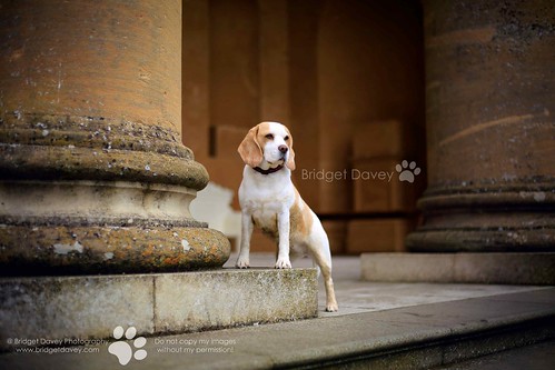 dog london beagle buckinghamshire stowe buckingham dogphotography petportrait petphotography dogportrait stowelandscapegardens londonpetphotography dogphotographylondon