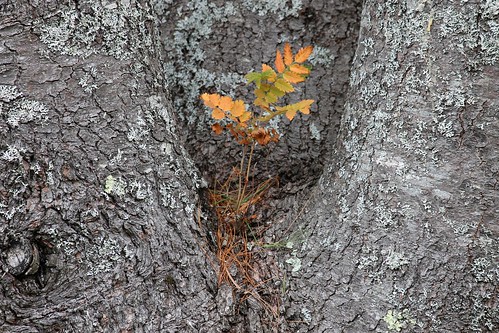 summer orange plants canada nature pine canon seasons gray newbrunswick bark needles ststephen