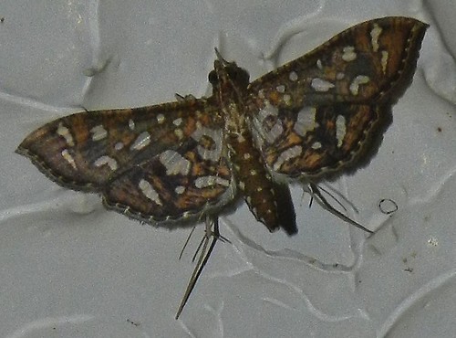 crambidae philippineslepidoptera taxonomy:binomial=spilomelinae