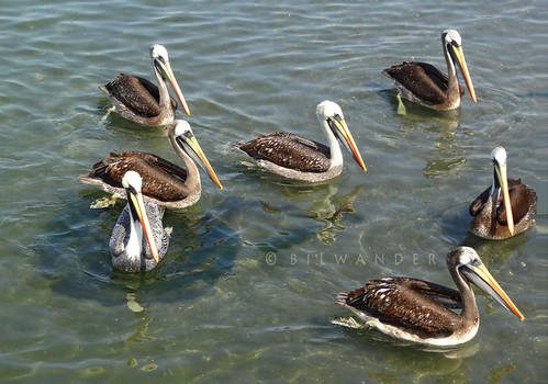 peru paracas pisco sea pelikans solo travel ρeru bilwander