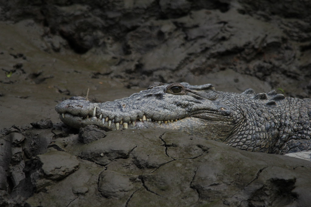 saltwater crocodile