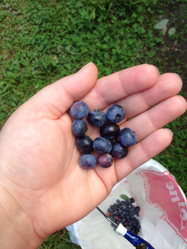 Blueberry pickin' in Wells, ME.