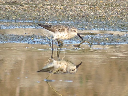 Western Sandpiper at El Paso Sewage Treatment Center in Woodford County, IL 07