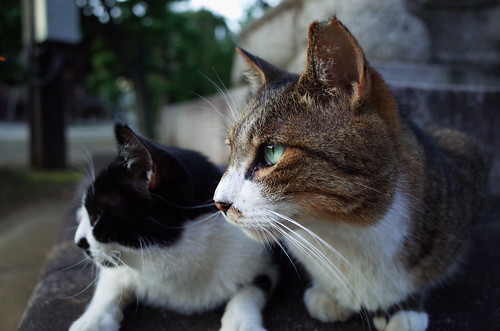Cat in Gokokuji
