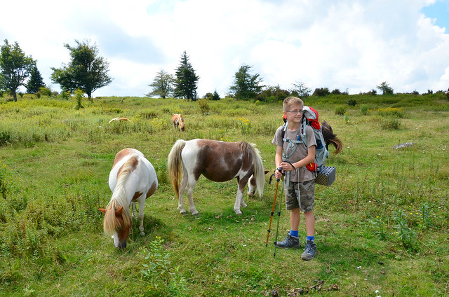 A young backpacker gets the opportunity to meet the wild ponies of Grayson Highlands State Park