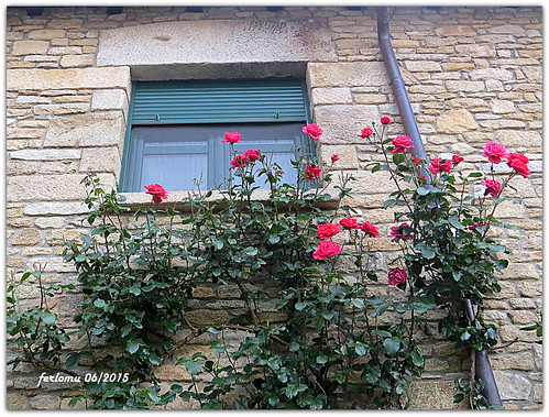 arribesdelduero ferlomu flores rosa salamanca ventana flower