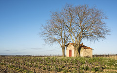 Mazet in vineyards, Mèze