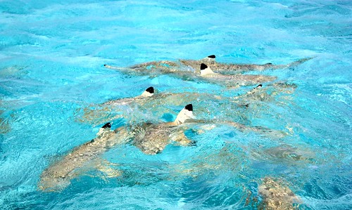 black tip reef sharks Bora Bora