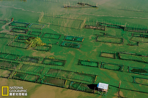 貝湖是菲律賓最大的湖泊，湖中養殖的非洲鯽助長了藻華現象，藻華又使魚欄缺氧。這座過度擁擠的湖泊生產大量的養殖魚類，但過多的養分也會導致藻華生成，消耗氧氣──進而讓魚群死亡。攝影：Brian Skerry；圖片提供：《國家地理》雜誌中文版2014年6月號