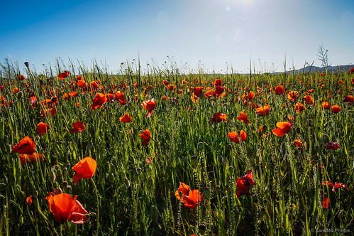 españa primavera field spring poppies campo cataluña penedès amapolas baixpenedès banyeresdelpenedès sal18250