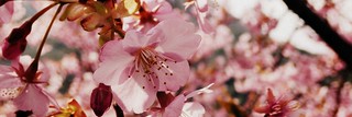 Kawazu-zakura Cherry Blossoms Festival in Kawazu Town, Shizuoka, Japan