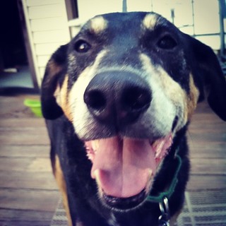 Smile, it's #BlogPaws #WordlessWednesday #rescued #coonhoundmix #adoptdontshop #dogstagram #happydog #love #smiling #seniordog #ilovemyseniordog #ilovebigmutts #ilovemydogs
