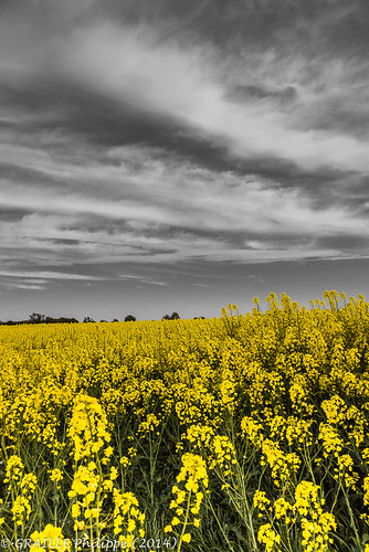 france jaune agriculture printemps philippe champ picardie colza aisne graille bohainenvermandois philippegraillephotographie étavesetbocquiaux