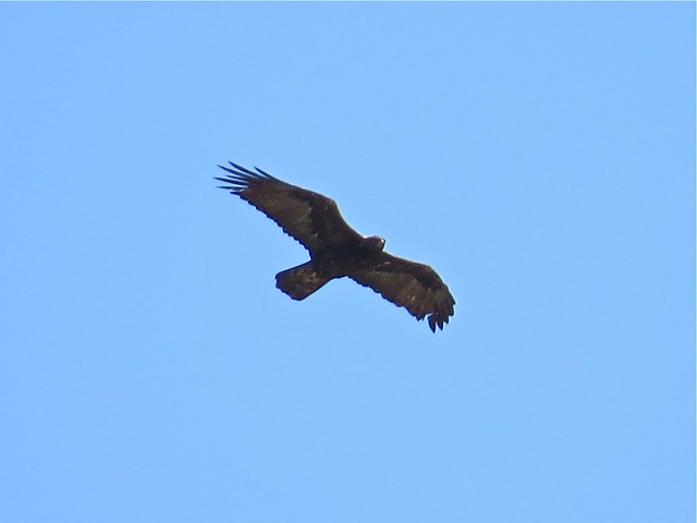 Golden Eagle in Carbon County, Wyoming 01