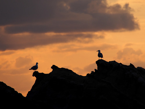 sunset france bird silhouette seagull olympus 64 biarritz paysbasque