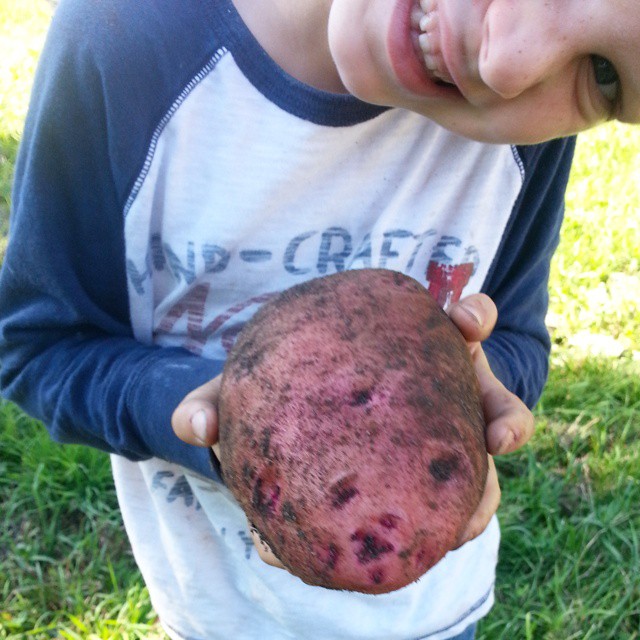 Fresh from the earth. Good potato year.