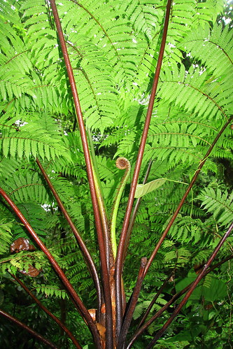 plant west green rain forest indies dominica carbbian