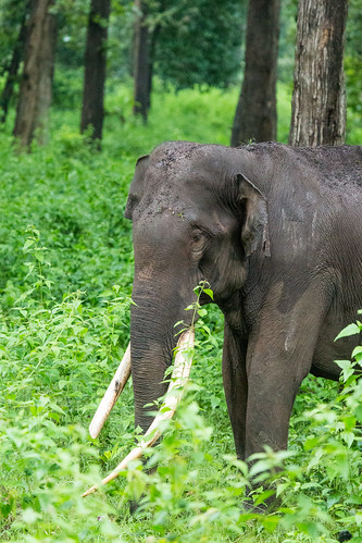 life wild india wildlife safari jungle shahin karnataka kabini brhills 2014 jlr olakara shahinolakaracom tumbasoge