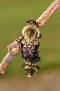 Mating Common Eastern Bumble Bees