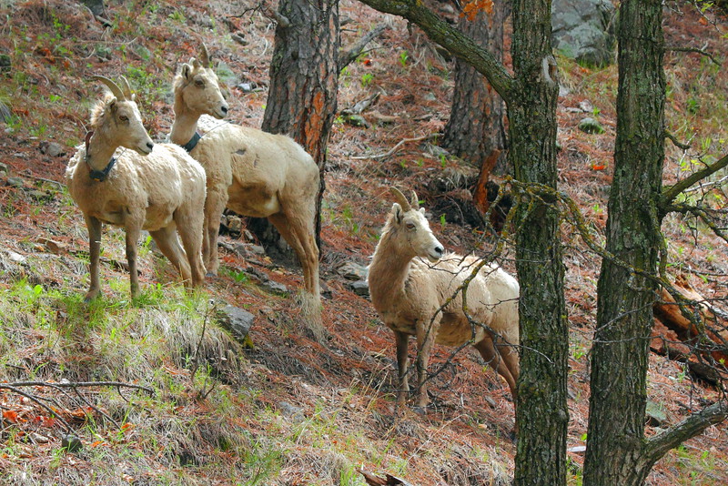 IMG_0379 Bighorn Sheep, Custer State Park