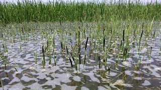 Picture of a flooded rice field with armyworms clinging to stalks above the water 