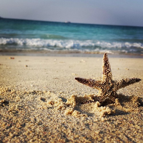 beach dubai starfish uae seashore jumeirahbeach mydubai