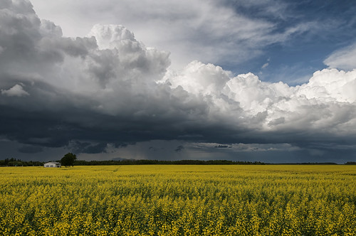 sky storm clouds manitoba prairie stormclouds canola dugald morrismulvey