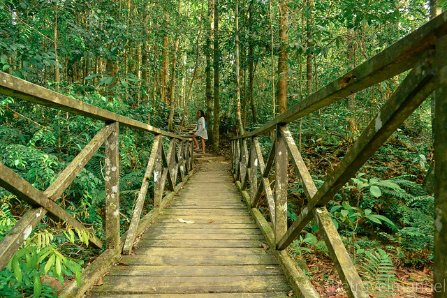 Jungle paths