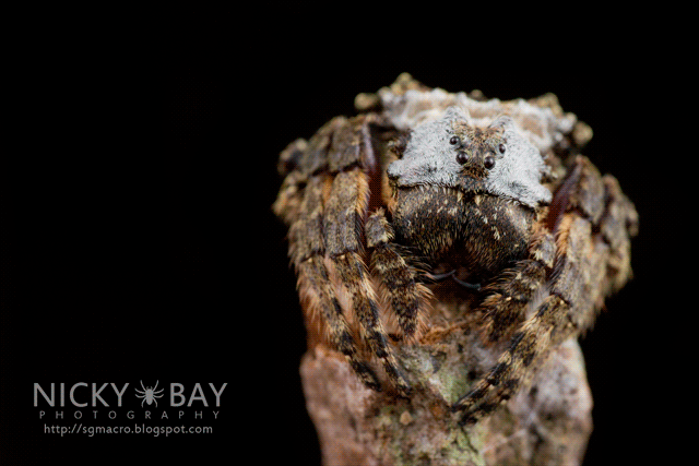 Big-Headed Bark Spider (Caerostris sp.) - DSC_2452_640