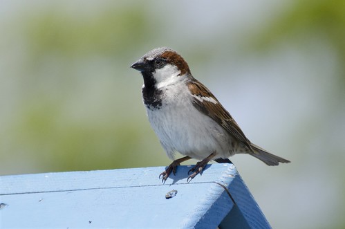 08june2014 june 2014 bickleton bird housesparrow sparrow