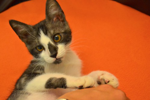 Bambino, gatito color humo y blanco esterilizado, de ojazos cobre, nacido en Abril´14, en adopción. Valencia. ADOPTADO. 14561362949_a6e8423e36