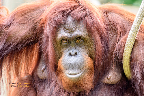 tampa zoo florida orangutan lowryparkzoo tampazoo lowrypark tampalowryparkzoo