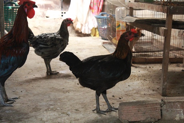 Gà Peru ( cung cấp gà peru từ 1-5 th tuổi) - 11