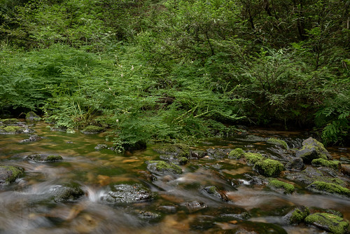 creek moss idaho campcreek