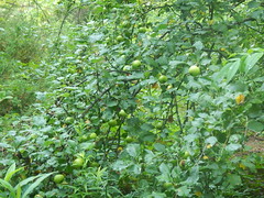 Apple tree in the woods