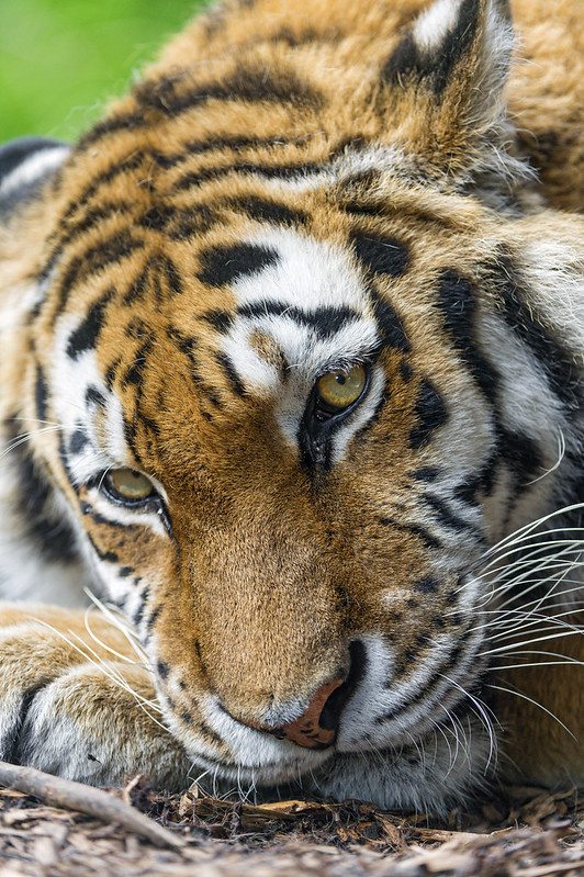 Siberian tigress not that happy