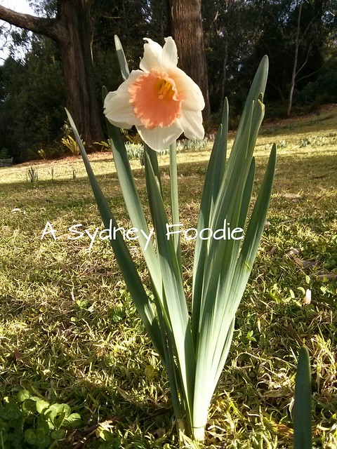 Daffodil My Gracious