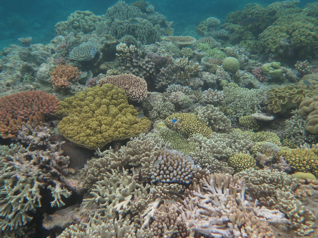 great barrier reef, opal reef, wavelength tours, port douglas, low isles, opal reef, snorkelling