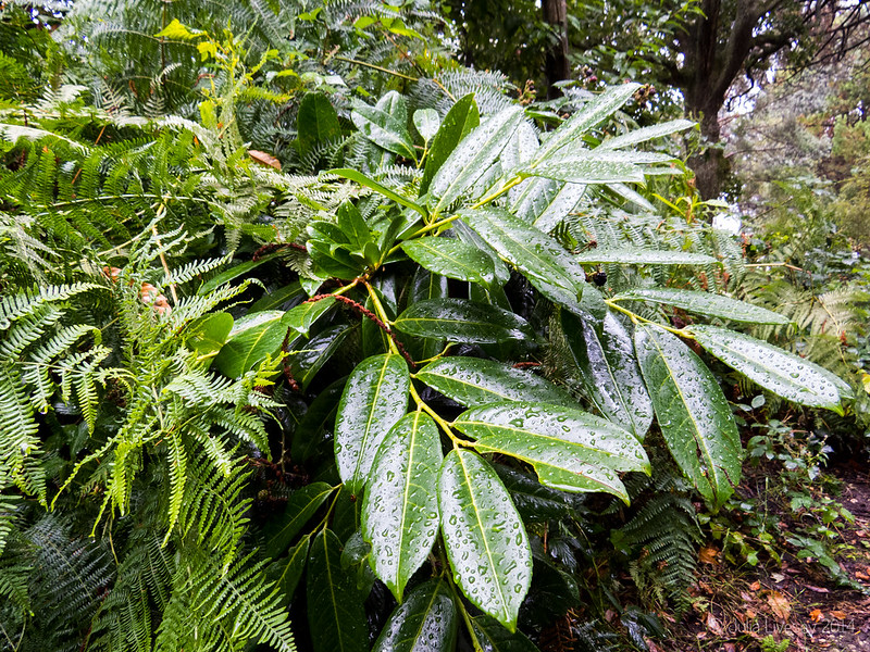 Rain covered rhododendron