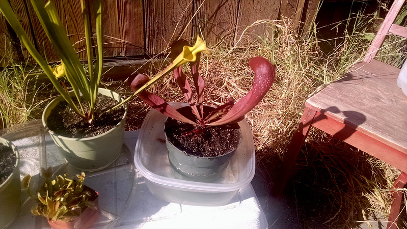 Sarracenia x formosa (Sarracenia psittacina x Sarracenia minor) outside